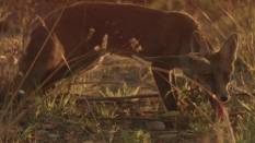 Filmstill Foxes