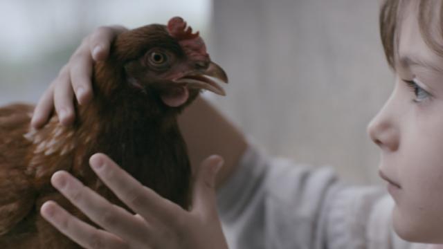 Filmstill the chicken