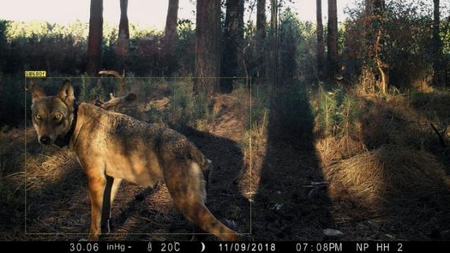 film still NAYA - Der Wald hat tausend Augen